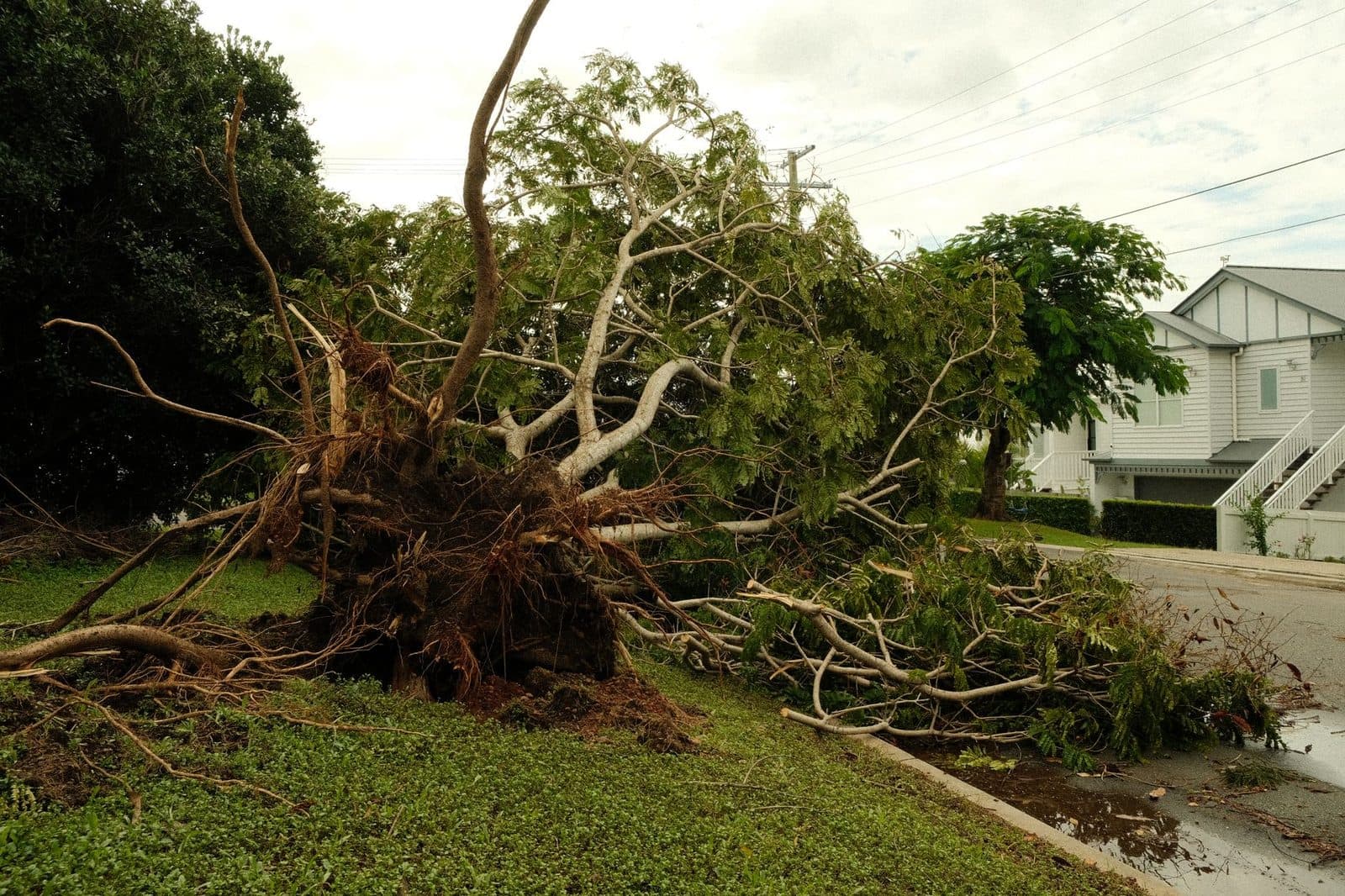 A large tree uprooted across a residential front lawn after a storm, with an undamaged white house and wet street behind it